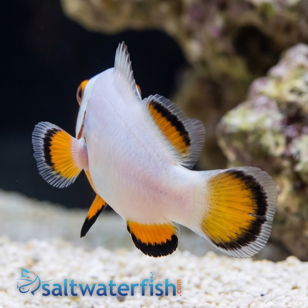 True Percula Clownfish: Platinum - Captive Bred