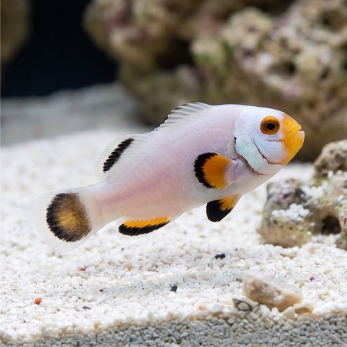 True Percula Clownfish: Platinum - Captive Bred