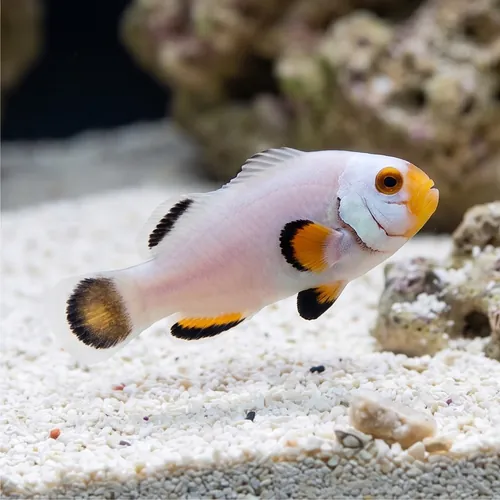 True Percula Clownfish: Platinum - Captive Bred