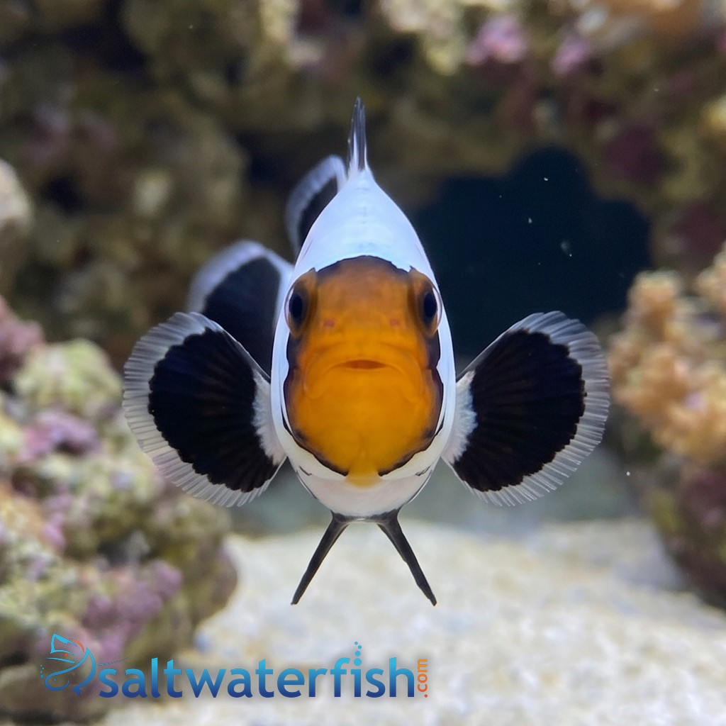 Frostbite Percula Clownfish - Captive Bred