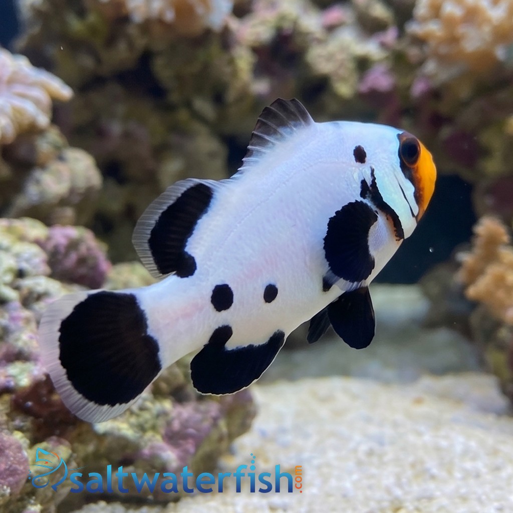 Frostbite Percula Clownfish - Captive Bred
