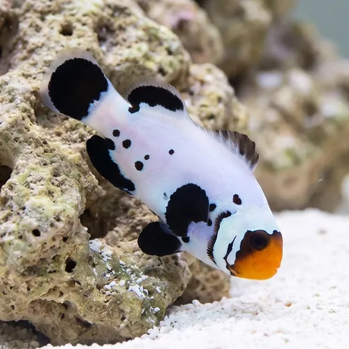 Frostbite Percula Clownfish - Captive Bred