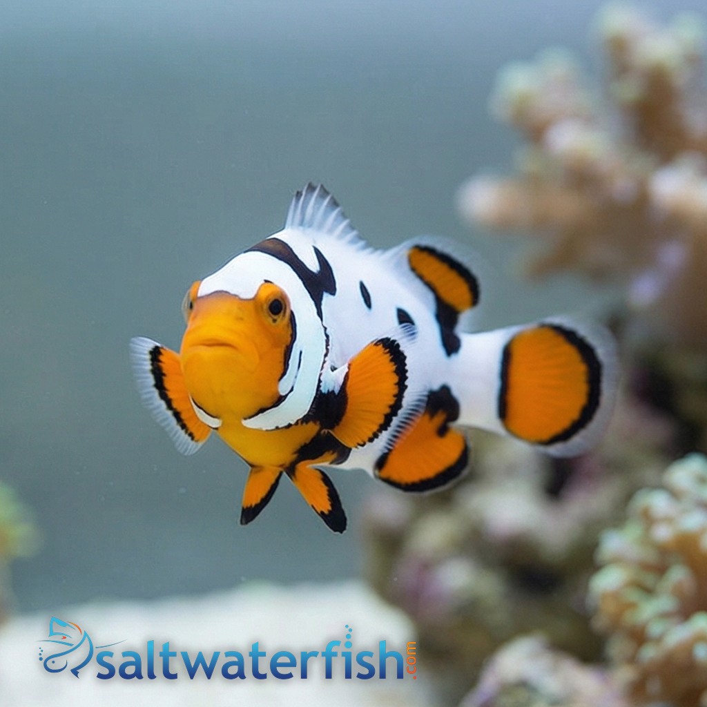 Picasso Percula Clownfish: Black P1