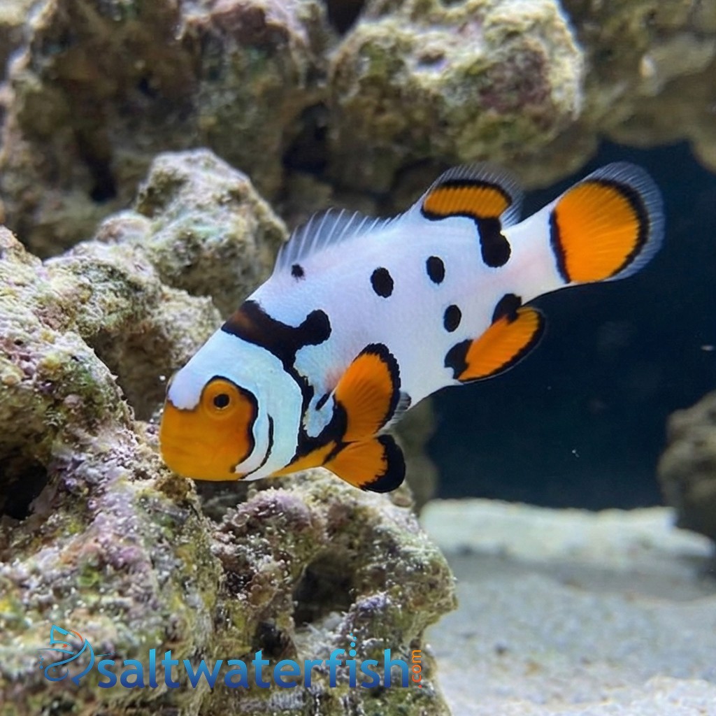 Picasso Percula Clownfish: Black P1