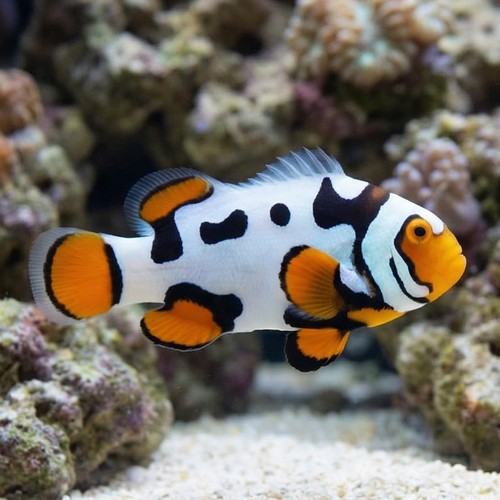 Picasso Percula Clownfish: Black P1