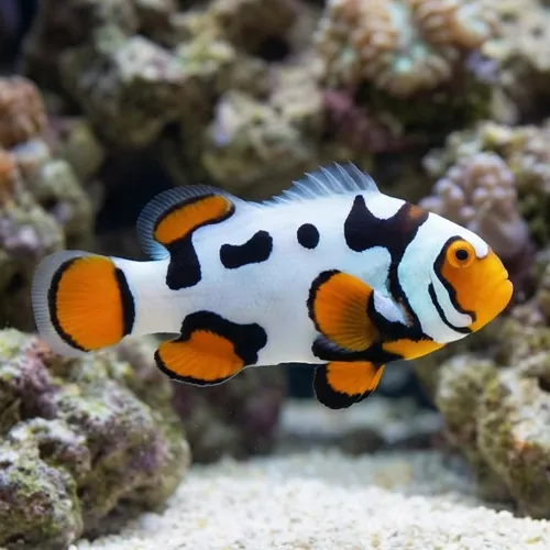 Picasso Percula Clownfish: Black P1