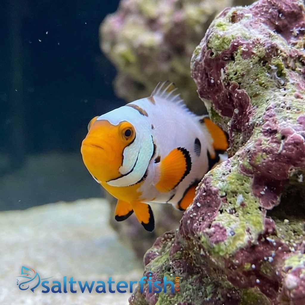 Nebula Clownfish B - Captive Bred