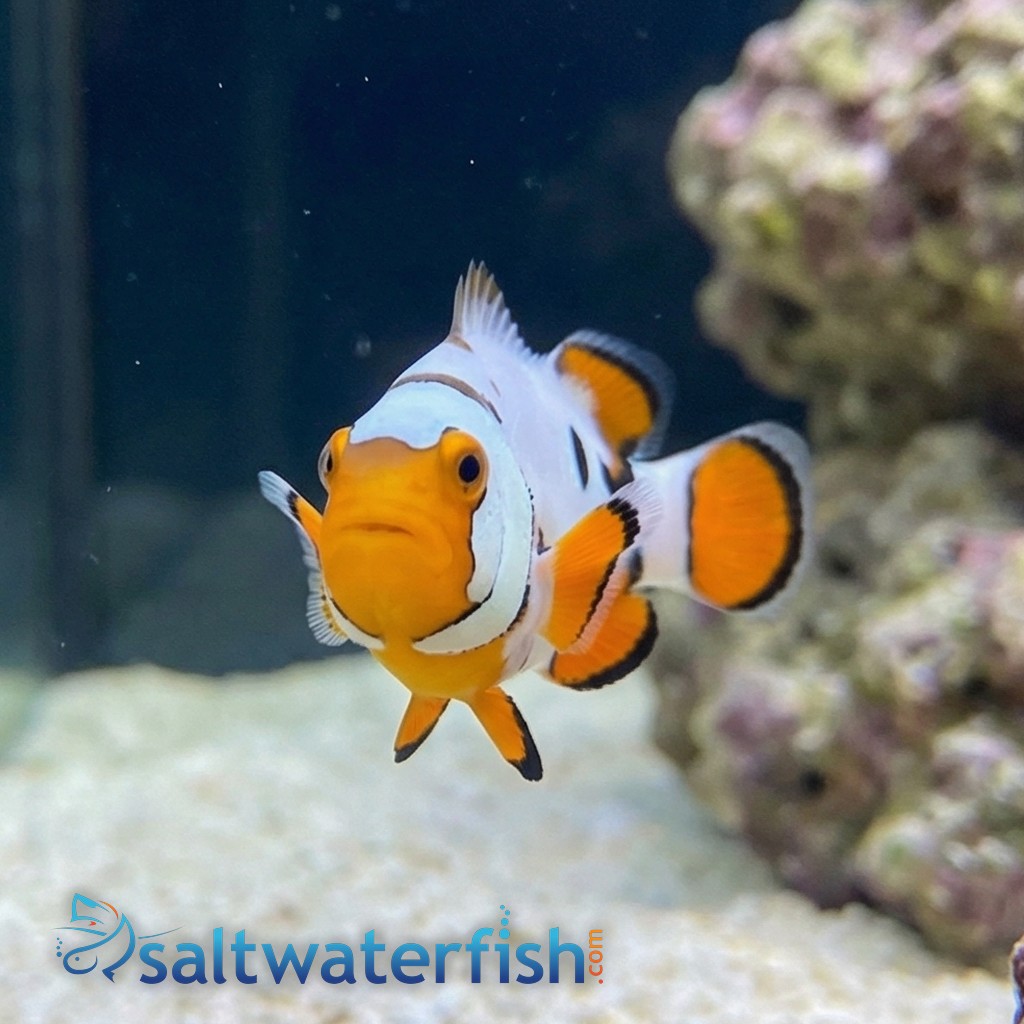Nebula Clownfish B - Captive Bred
