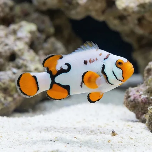 Nebula Clownfish B - Captive Bred
