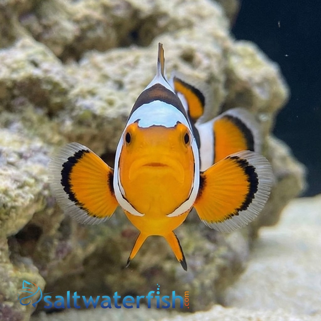 Picasso Percula Clownfish: Black P3