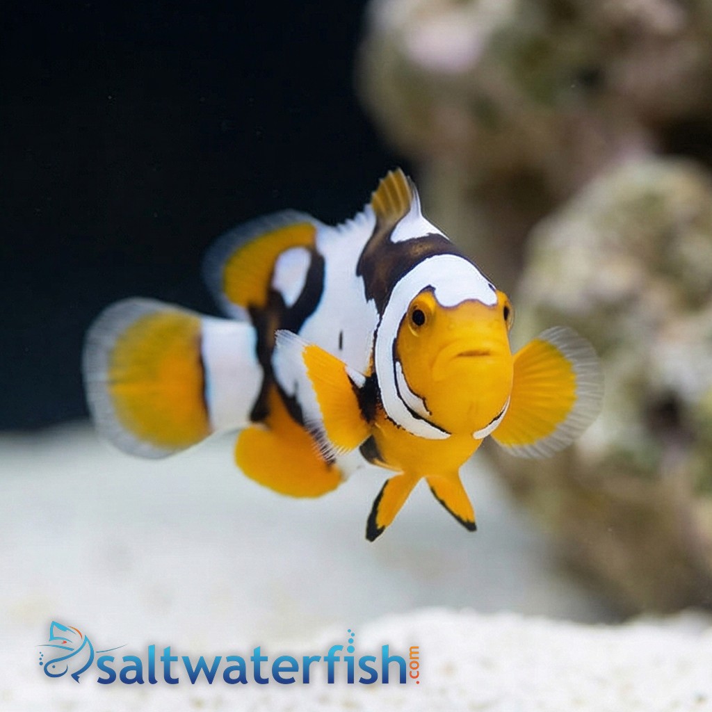 Picasso Percula Clownfish: Black P3