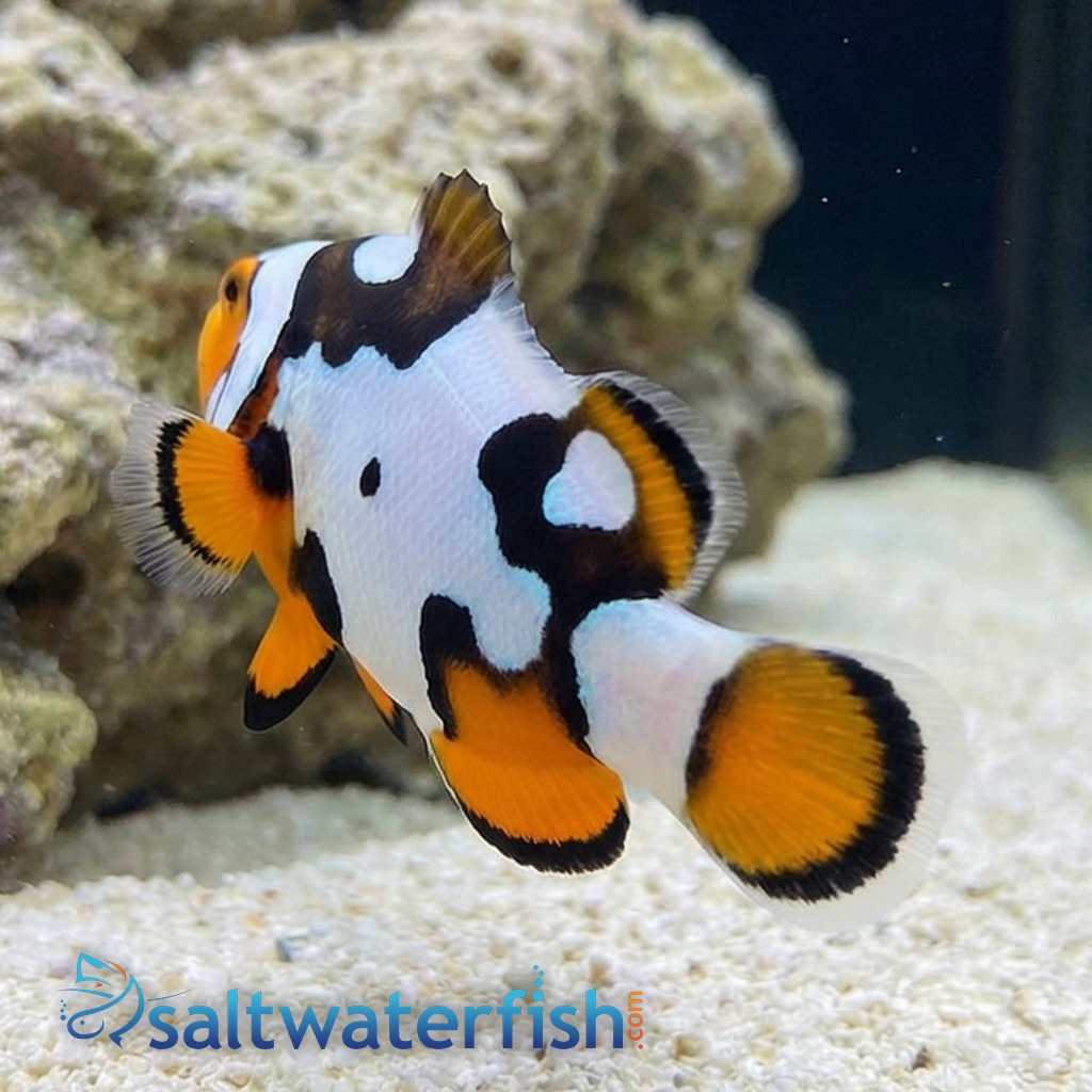 Picasso Percula Clownfish: Black P3