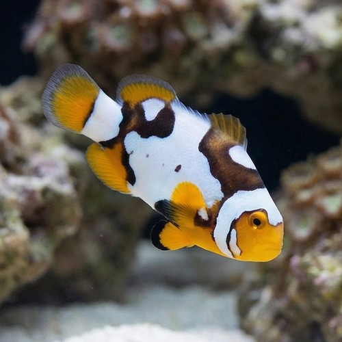 Picasso Percula Clownfish: Black P3