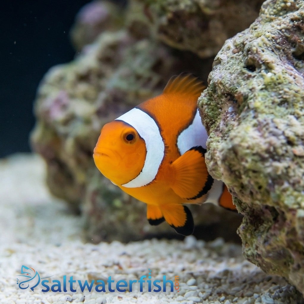 Semi Picasso Percula Clownfish - Captive Bred - QM Labs
