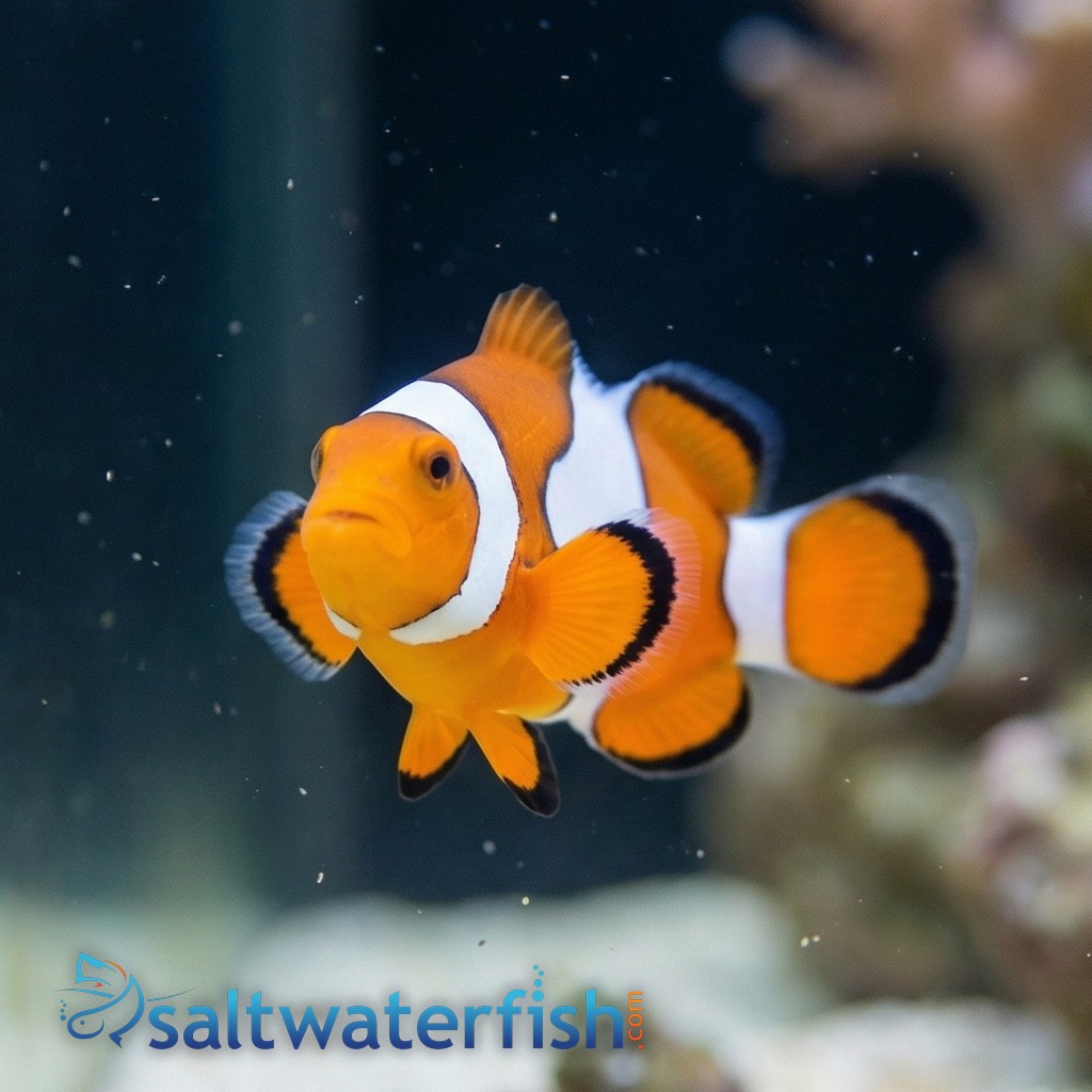 Semi Picasso Percula Clownfish - Captive Bred - QM Labs