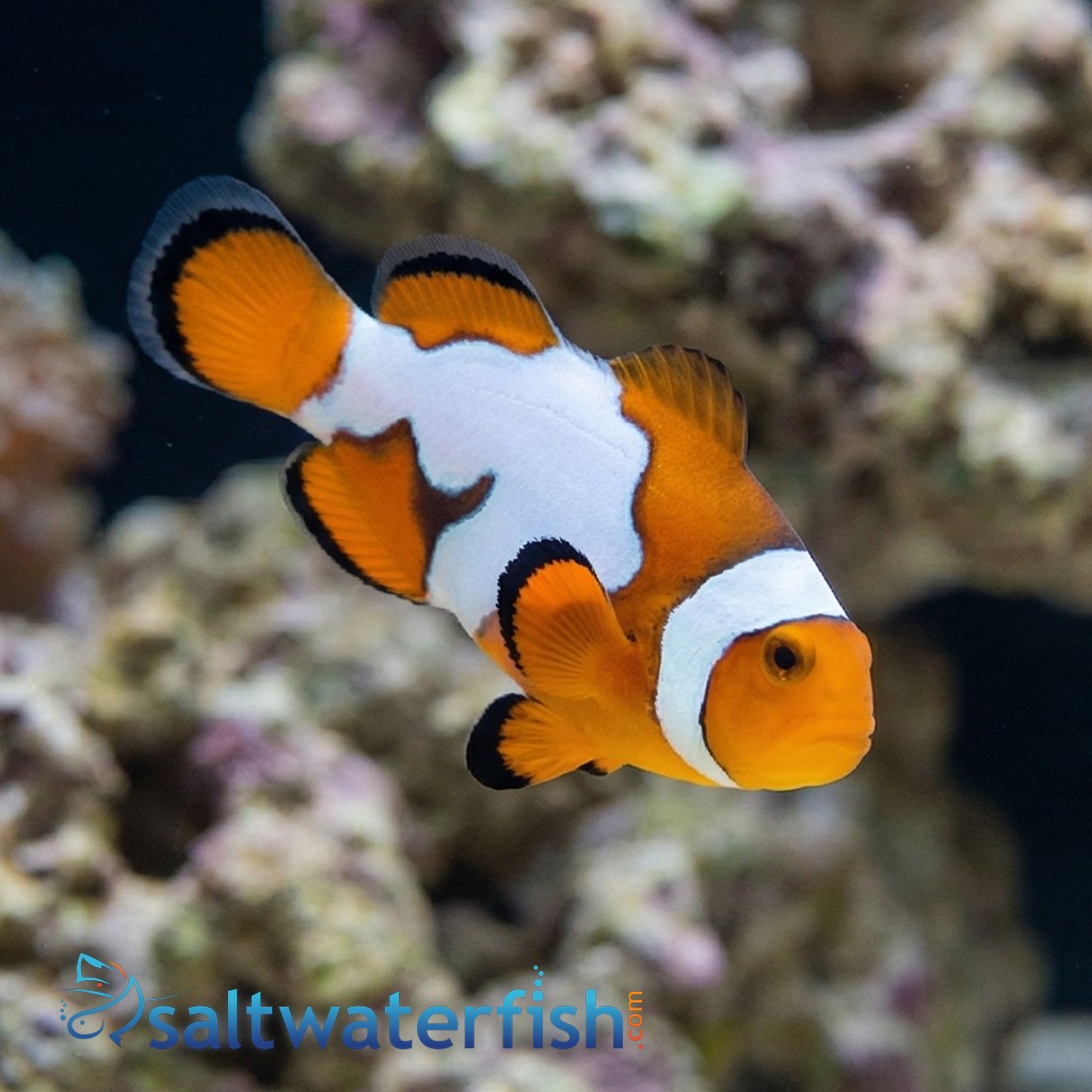 Semi Picasso Percula Clownfish - Captive Bred - QM Labs