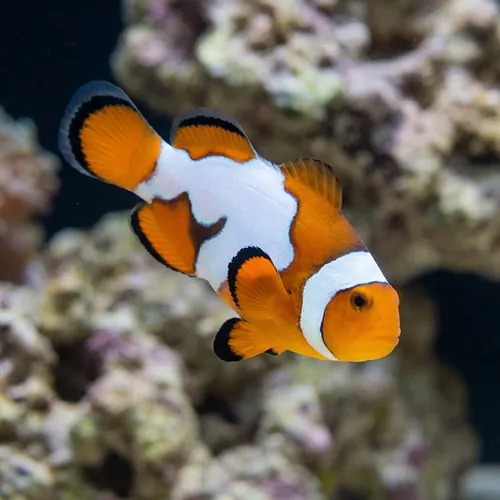 Semi Picasso Percula Clownfish - Captive Bred - QM Labs