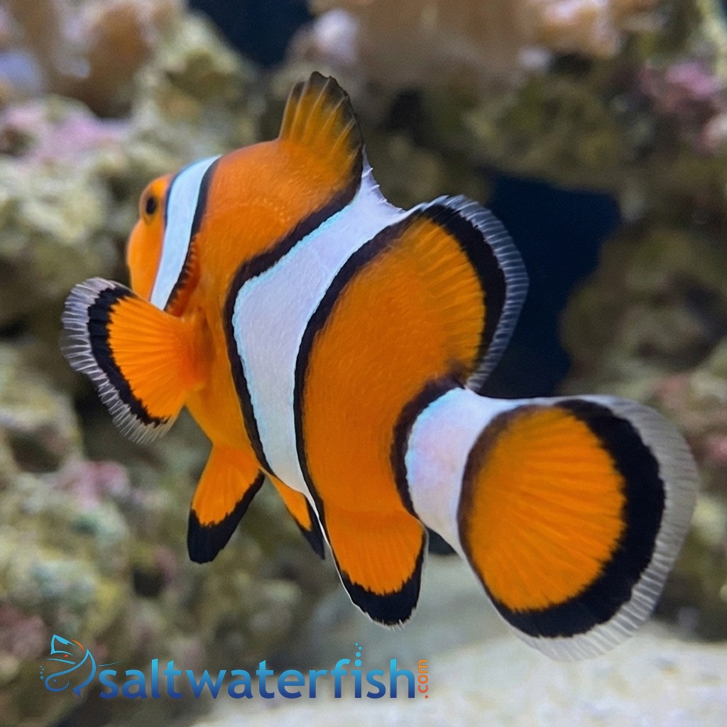 True Percula Clownfish - Captive Bred