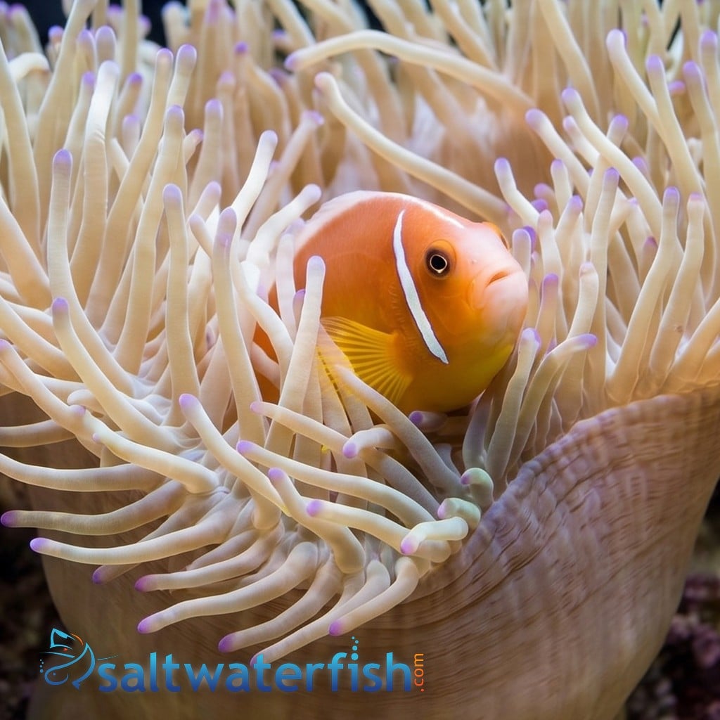 Pink Skunk Clownfish - Indo-Pacific