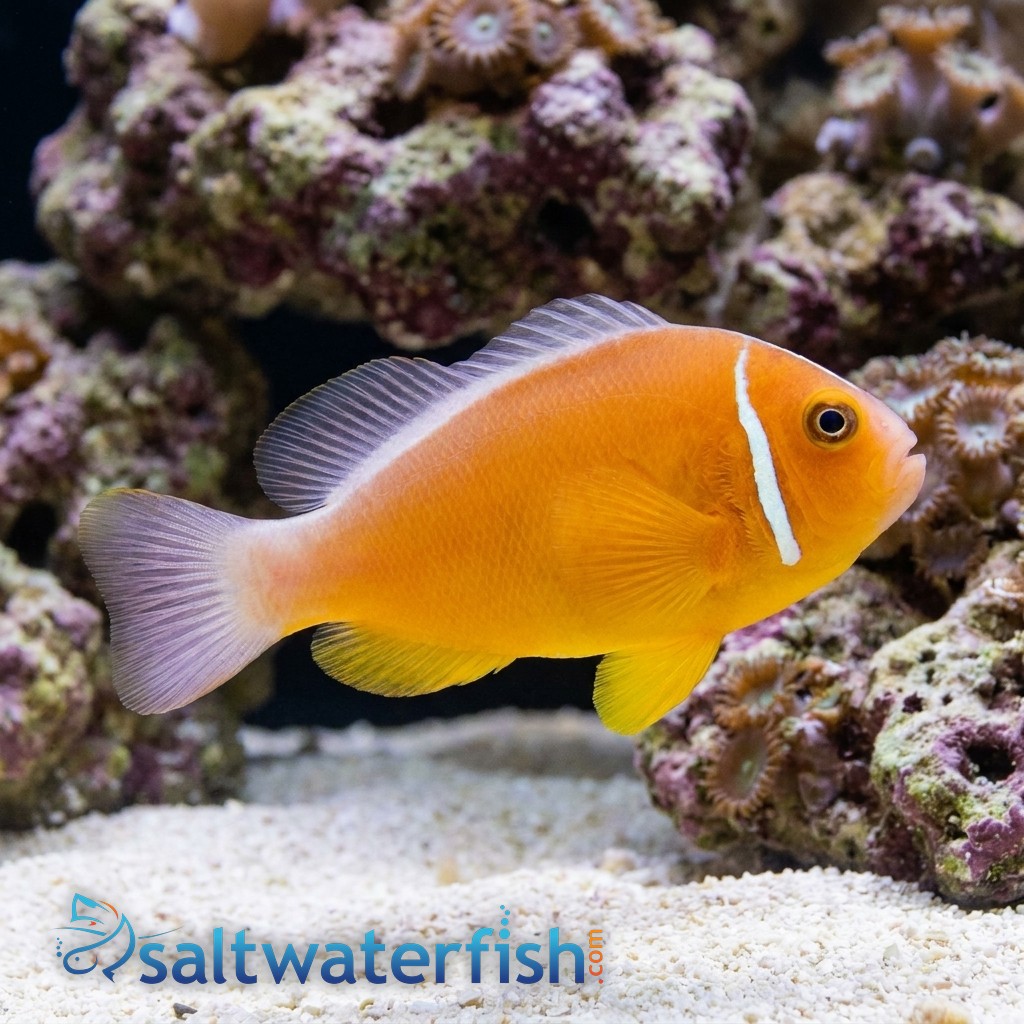 Pink Skunk Clownfish - Indo-Pacific