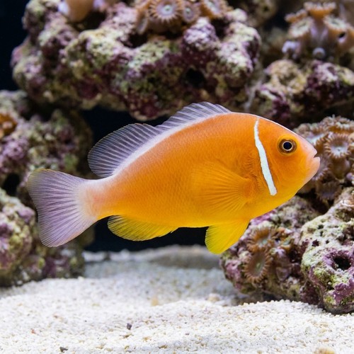 Pink Skunk Clownfish - Captive Bred