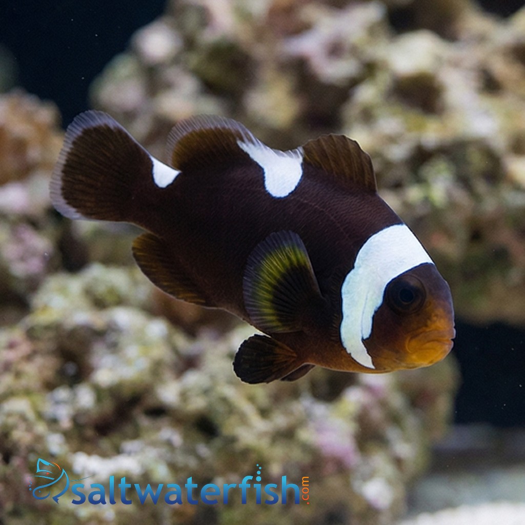 Saddleback Clownfish: Black