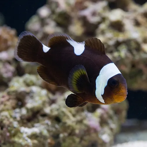 Saddleback Clownfish: Black