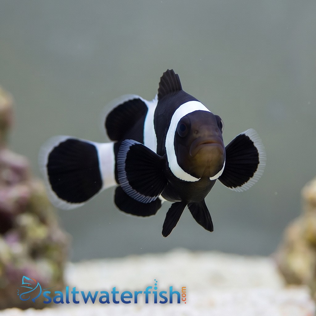 Saddleback Clownfish: Black -South Pacific