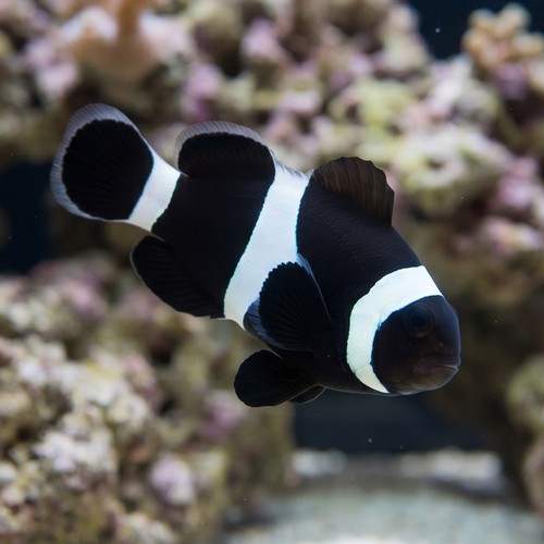 Saddleback Clownfish: Black -South Pacific
