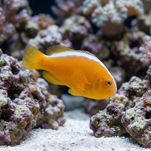 Orange Skunk Clownfish - Captive Bred
