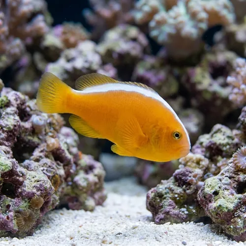 Orange Skunk Clownfish - Captive Bred