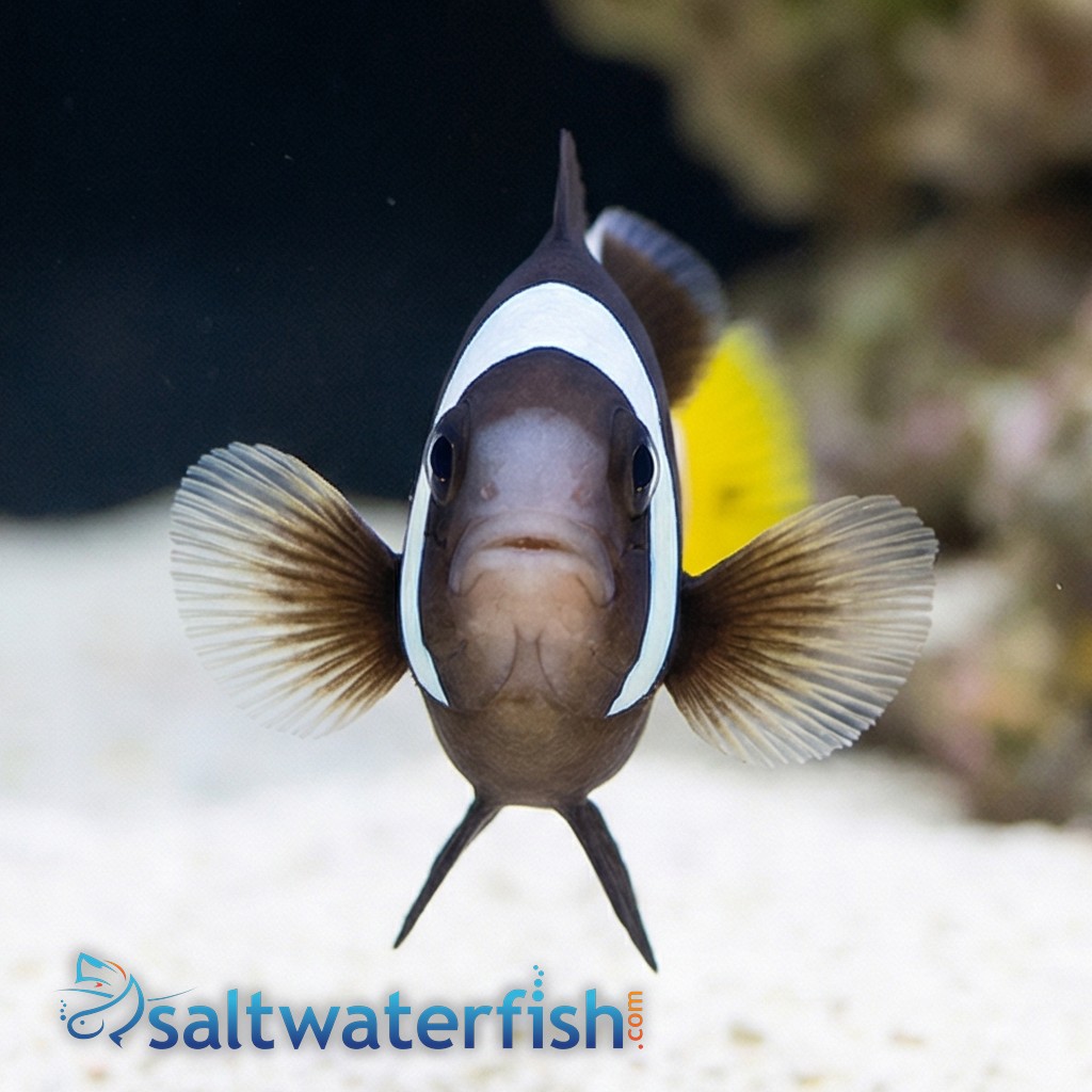 Sebae Clownfish -Red Sea