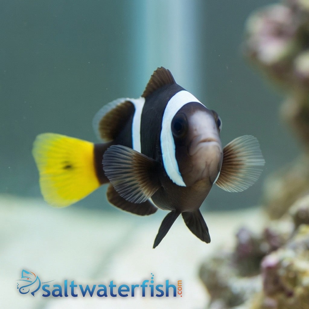 Sebae Clownfish -Red Sea