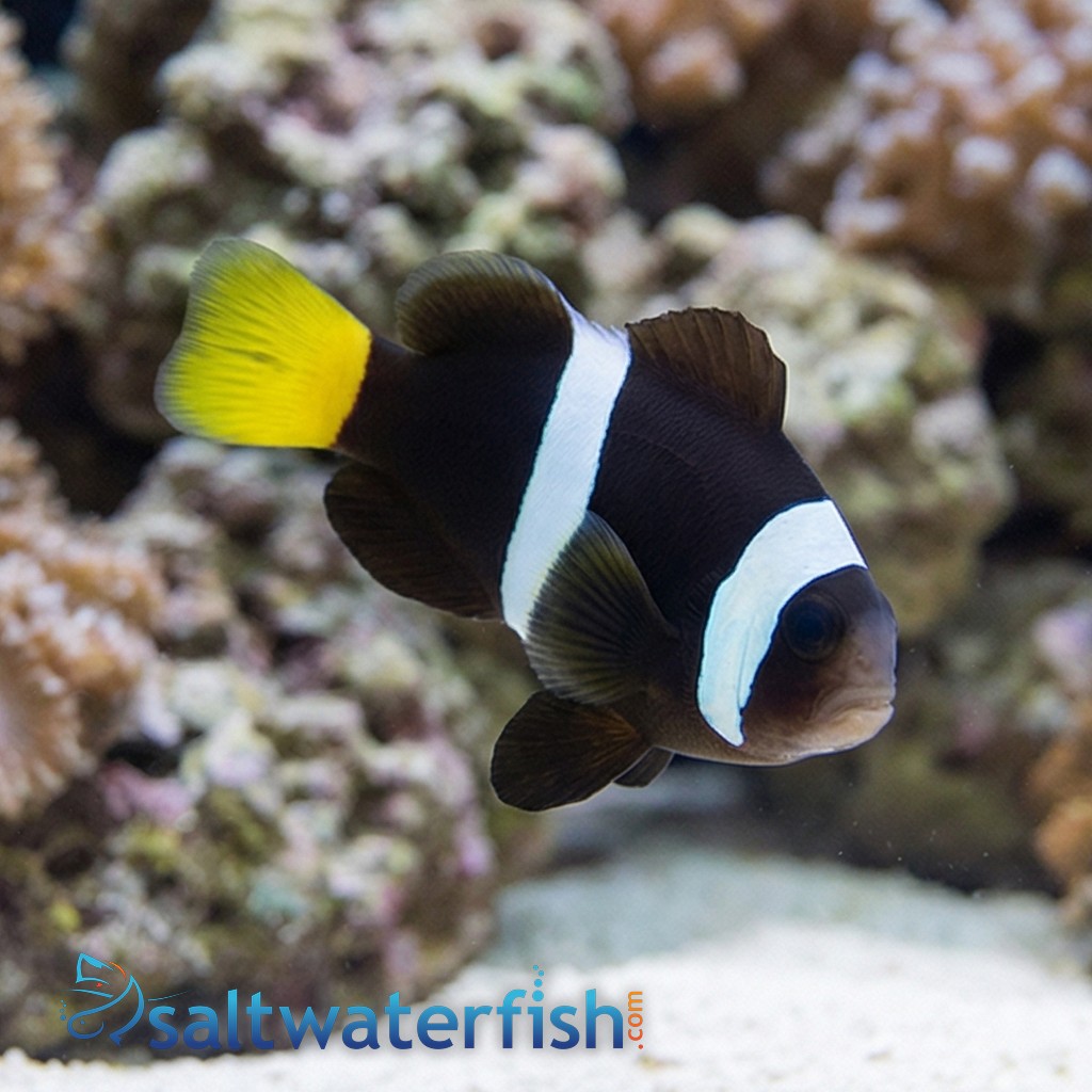Sebae Clownfish -Red Sea