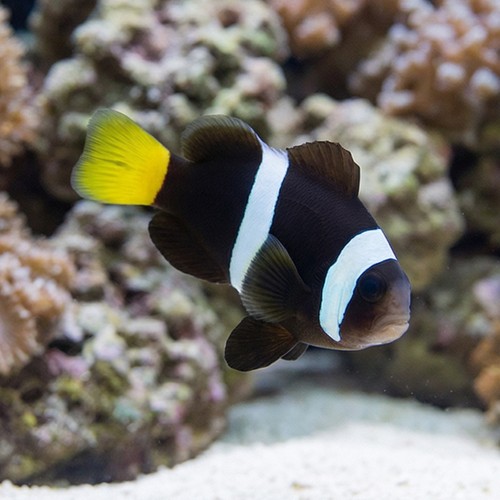 Sebae Clownfish -Red Sea