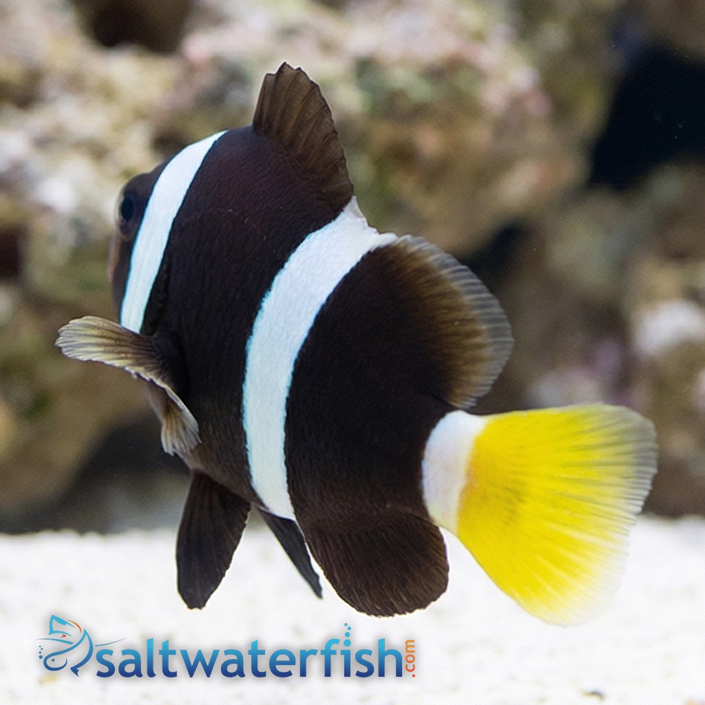 Sebae Clownfish