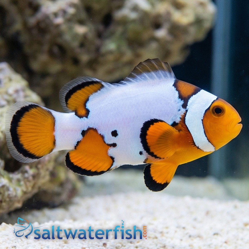 Extreme Snow Onyx Clownfish