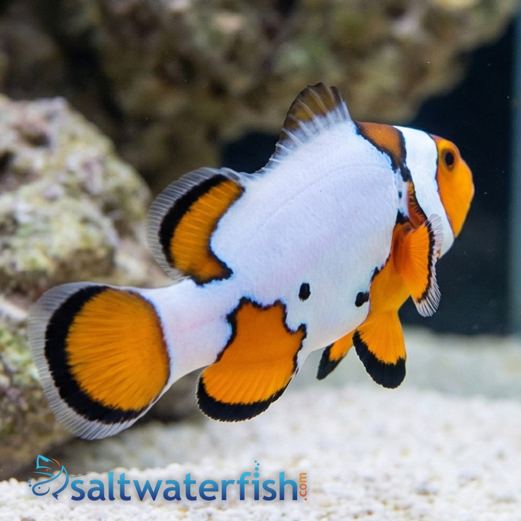 Extreme Snow Onyx Clownfish