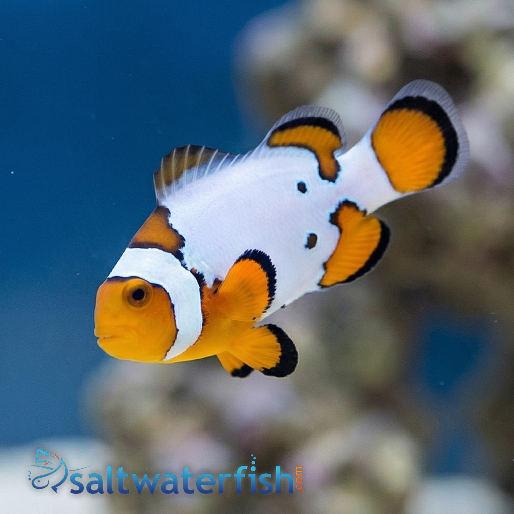 Extreme Snow Onyx Clownfish