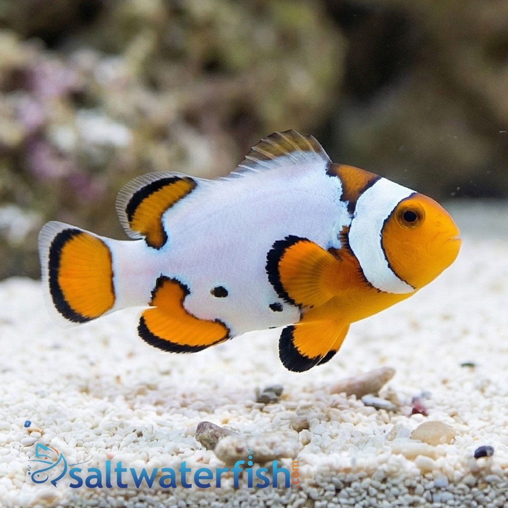 Extreme Snow Onyx Clownfish