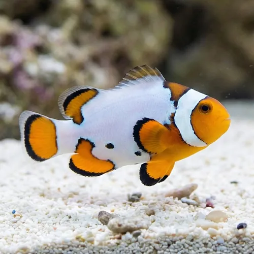 Extreme Snow Onyx Clownfish
