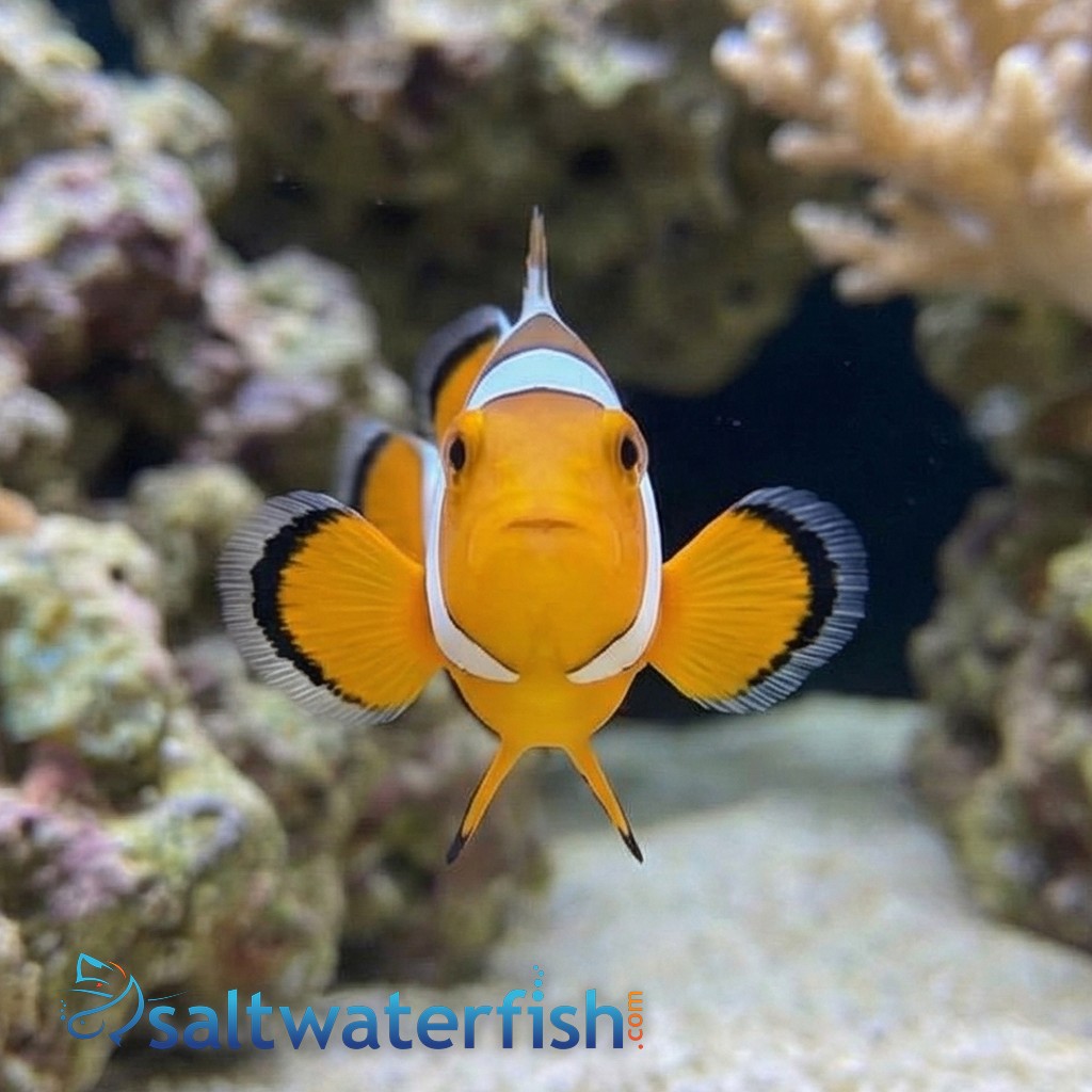 Extreme Snow Onyx Clownfish