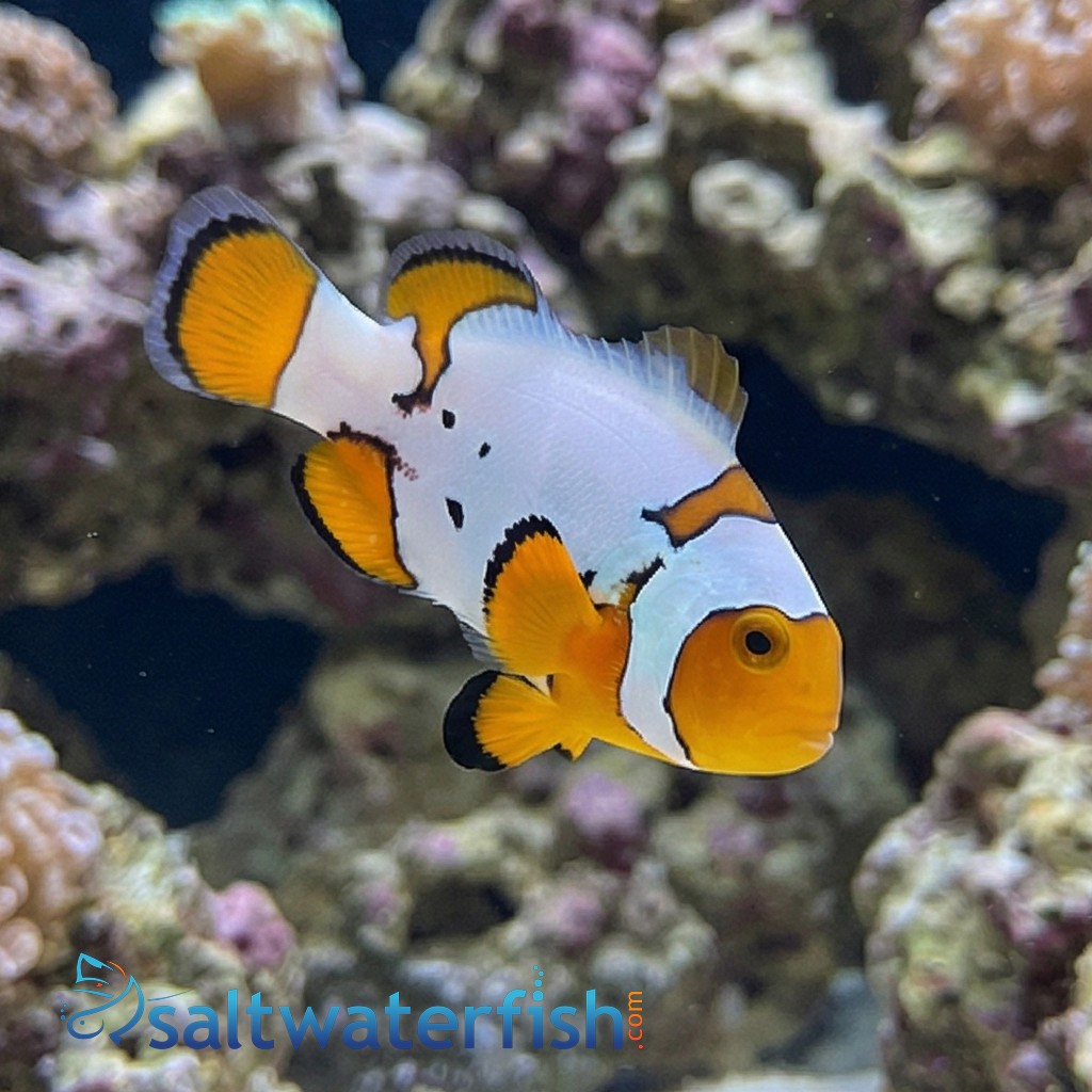 Extreme Snow Onyx Clownfish