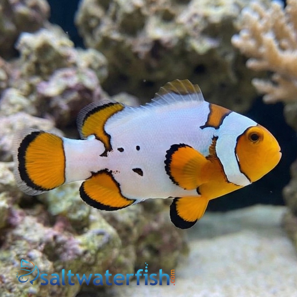Extreme Snow Onyx Clownfish