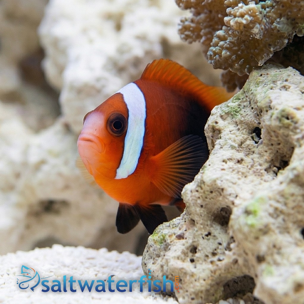 Cinnamon Clownfish - Caribbean - Captive Bred