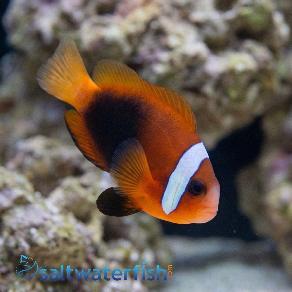 Cinnamon Clownfish - Caribbean - Captive Bred