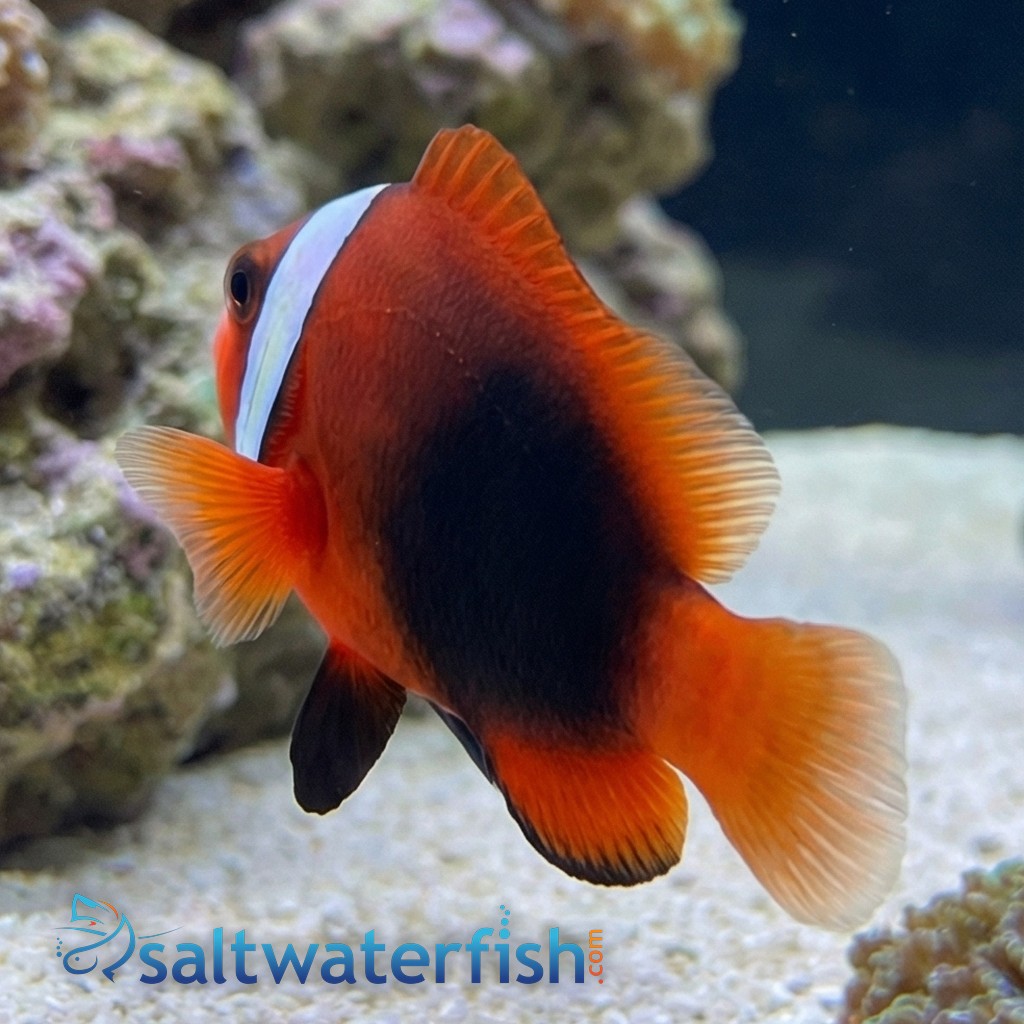 Cinnamon Clownfish - Caribbean - Captive Bred
