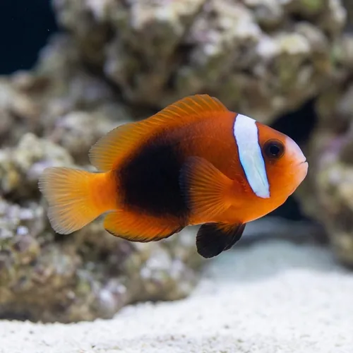 Cinnamon Clownfish - Caribbean - Captive Bred
