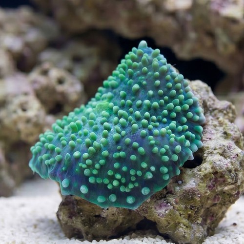 Giant Cup Mushroom: Green - Aquacultured