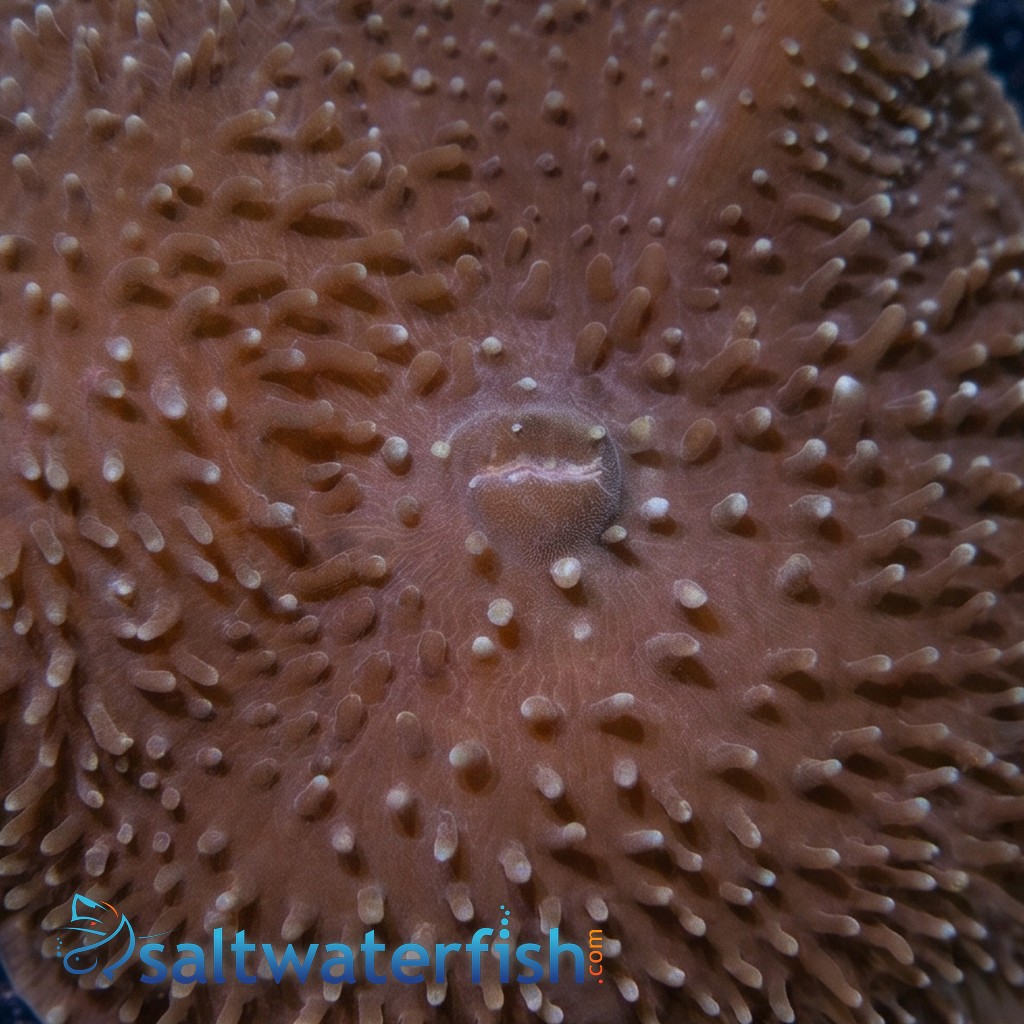 Giant Cup Mushroom - Aquacultured
